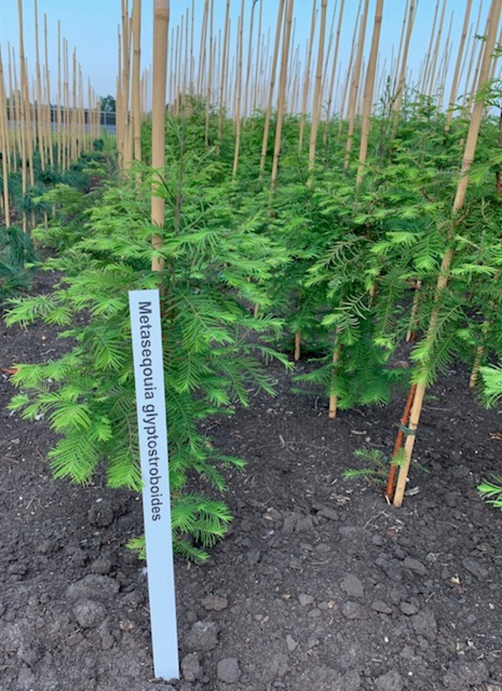 Metasequoia glyptostroboides - 80-100 CM RB
